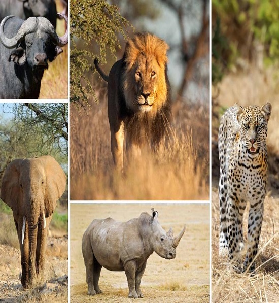 Big Five in Africa