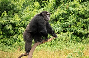 Best 13-Day Uganda Safari & Gorilla Trekking Adventure