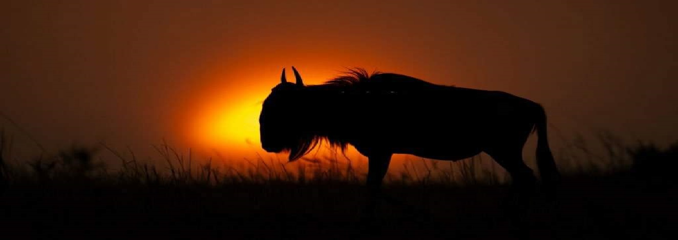 Tanzania Night Game Safari Tours 2024 - 2025