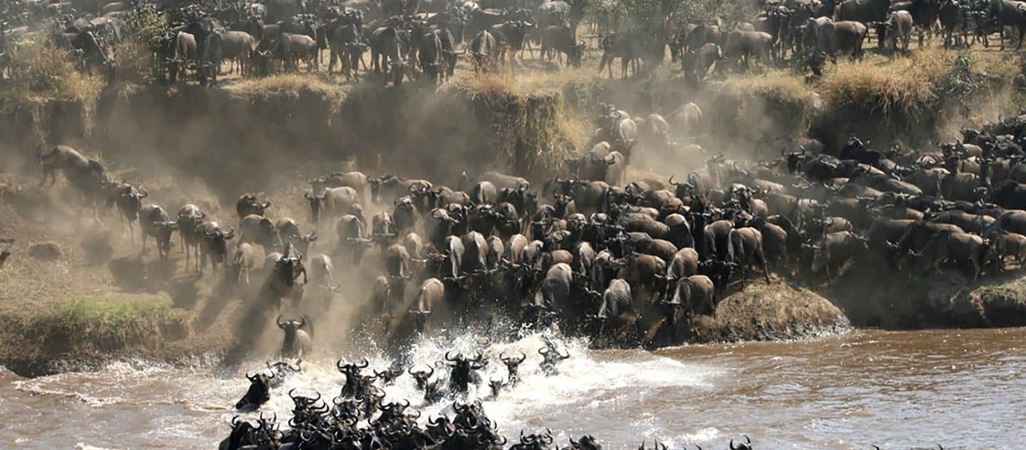 Serengeti Migration Safari Tours 2024 - 2025