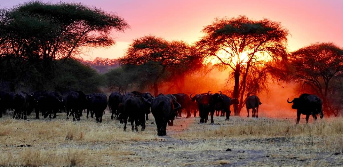 Tanzania Mid-range Safari Tours 2024 - 2025