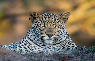 1-Day Tanzania Safari Tours & Packages 2024/2025