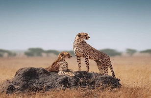 2-Day Tanzania Safari Tours & Packages 2024/2025