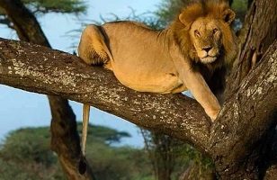 4-Day Tanzania Safari Tours & Packages 2024/2025