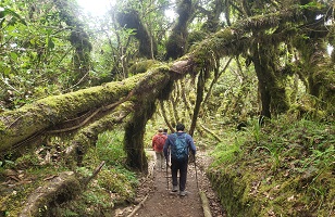 5 Days Rongai Route Kilimanjaro Climbing Tour for 2025/2026