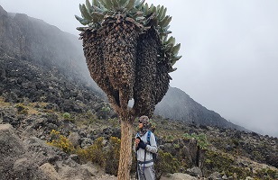 7 Days Machame Route Kilimanjaro Hiking Tour 2024/2025