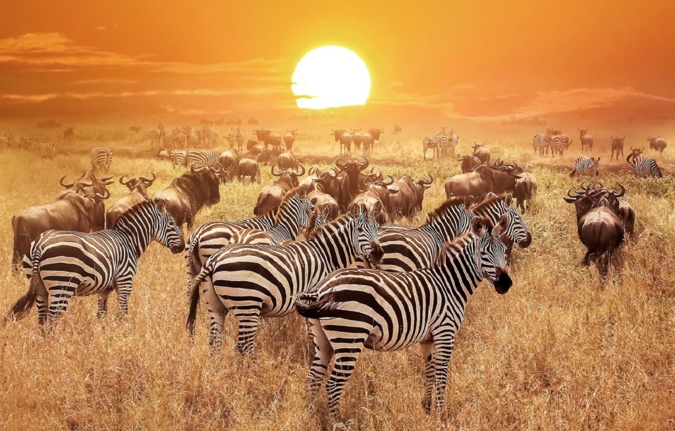 Best Tanzania Group Joining Safaris & Departure Dates for 2025/2026