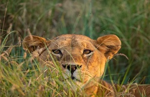 2 Days Tanzania Luxury Lodge Safaris