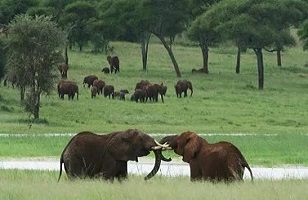 2 Days Tanzania Mid-range Lodge Safaris