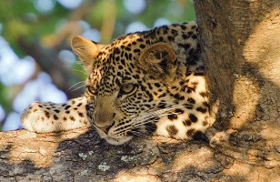 2-Day Mid-range Safari Tanzania: Tarangire - Lake Manyara Package