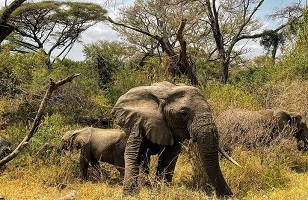 2 Days Tarangire - Ngorongoro: Tanzania Group Joining Safari 2025/2026