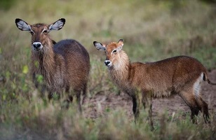 3 Days Tanzania Luxury Lodge Safaris