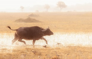 3 Days Tanzania Mid-range Safari; to Tarangire, Lake Manyara, & Ngorongoro