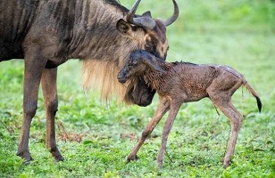 3 Days Serengeti - Ngorongoro: Tanzania Group Joining Safari 2025/2026