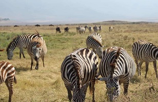 4 Days Tanzania Luxury Safari; to Serengeti & Ngorongoro