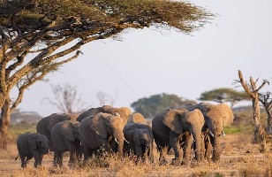 4 Days Tanzania Mid-range Lodge Safaris