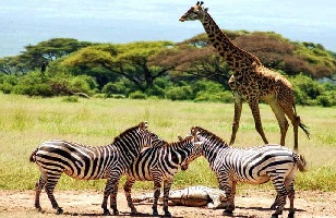 4 Days Tanzania Mid-range Safari to Manyara, Serengeti – Ngorongoro Crater.