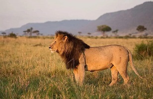 4 Days Tanzania Mid-range Safari; to Serengeti & Ngorongoro