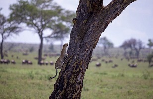 4 Days Tanzania Mid-range Safari to Tarangire, Serengeti – Ngorongoro Crater.