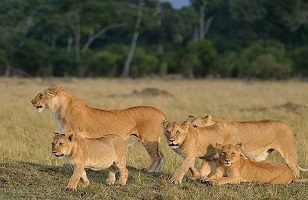 6 Days Tarangire, Serengeti, Ngorongoro - Lake Manyara: Tanzania Group Joining Safari 2025/2026