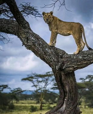 Lake Manyara National Park | Tanzania Safari