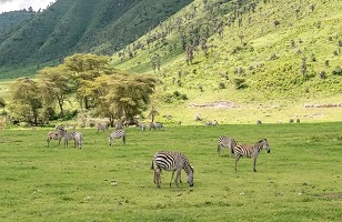 Ngorongoro Crater | Tanzania Safari