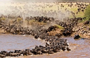 Serengeti Migration Tanzania Safaris