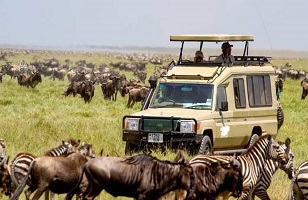 Tanzania Game Drive Safaris