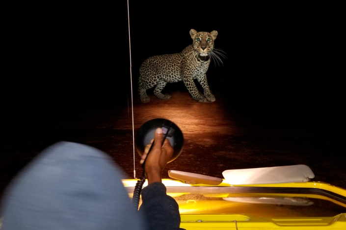 Tanzania Night Game Drive Safaris