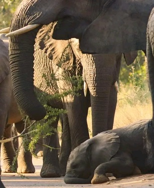 Tarangire National Park | Tanzania Safari