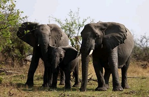 Tarangire National Park | Tanzania Safari