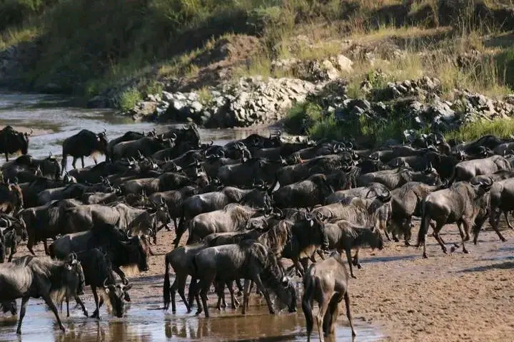 Serengeti Migration Safari Tanzania