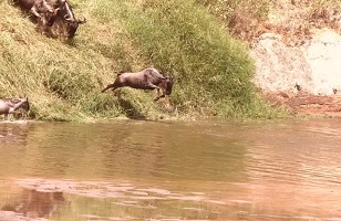 8-Day Serengeti Migration Safari