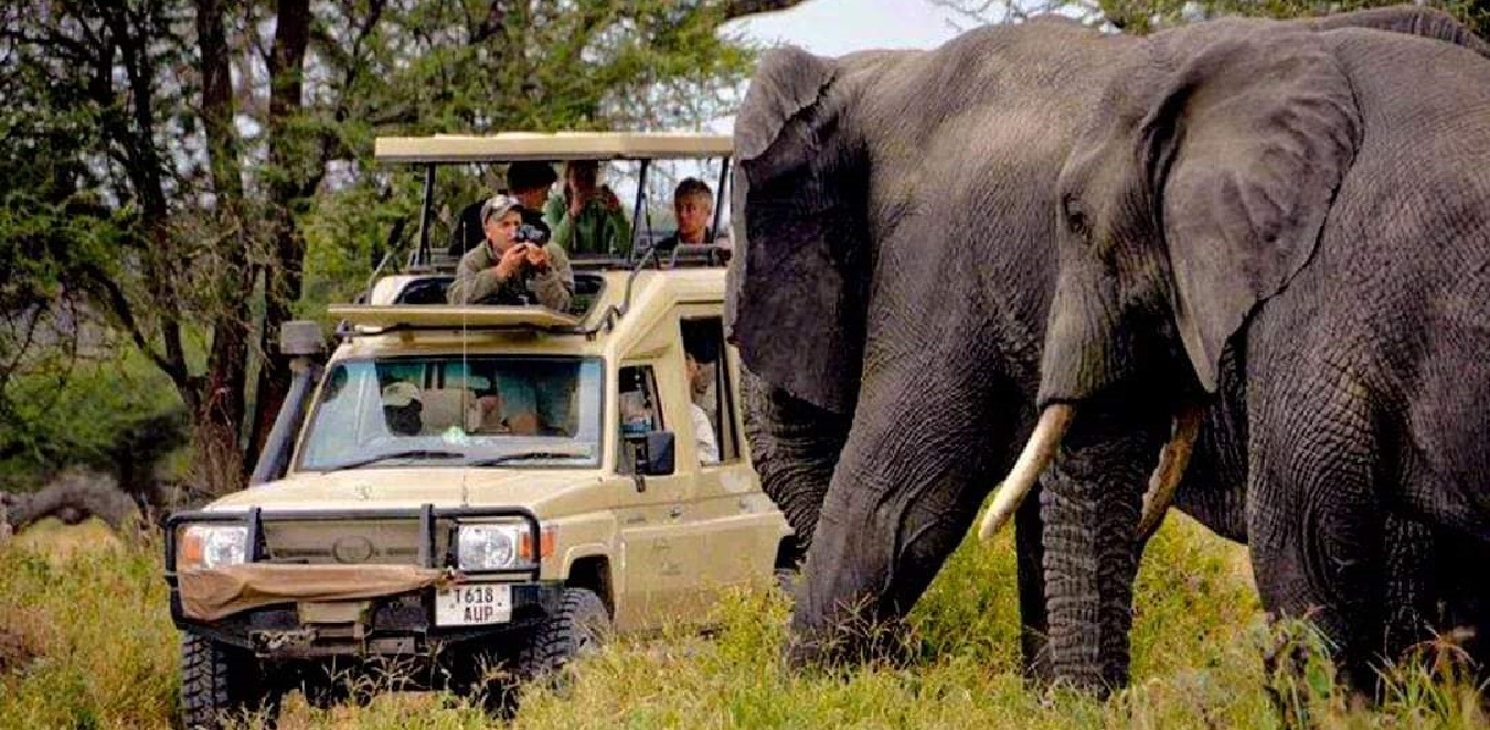 Serengeti Family Safari