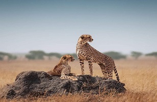 3-Day Serengeti Safari