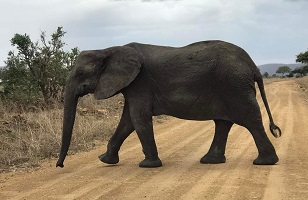 5-Day Serengeti Safari