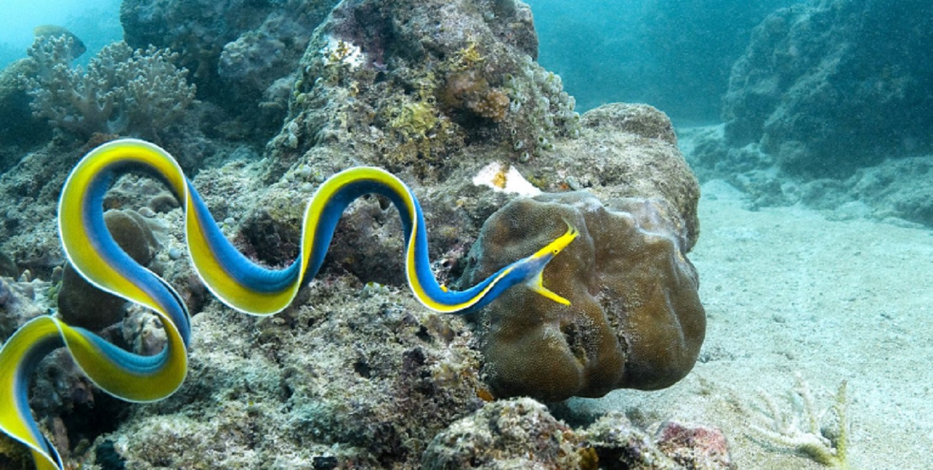 Wildlife in Zanzibar