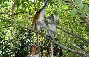 Jozani Forest (Jozani Chwaka Bay National Park)